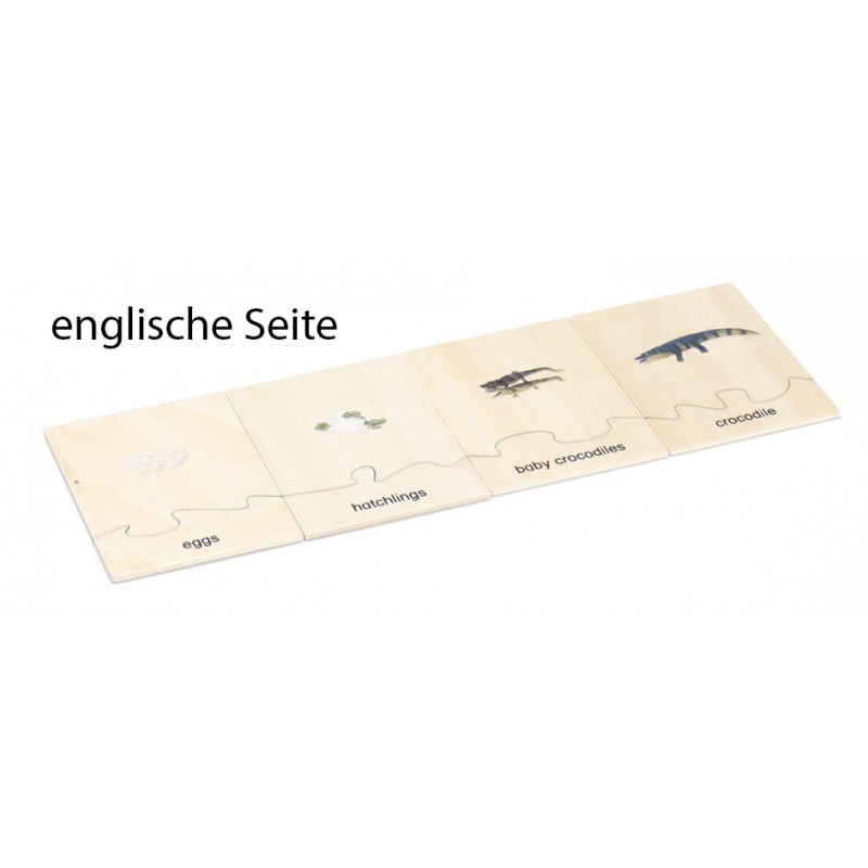 Lebenszyklus - Krokodil - Arbeitsmaterial - Deutsch/Englisch Lebenszyklus - Krokodil - Arbeitsmaterial - Deutsch/Englisch