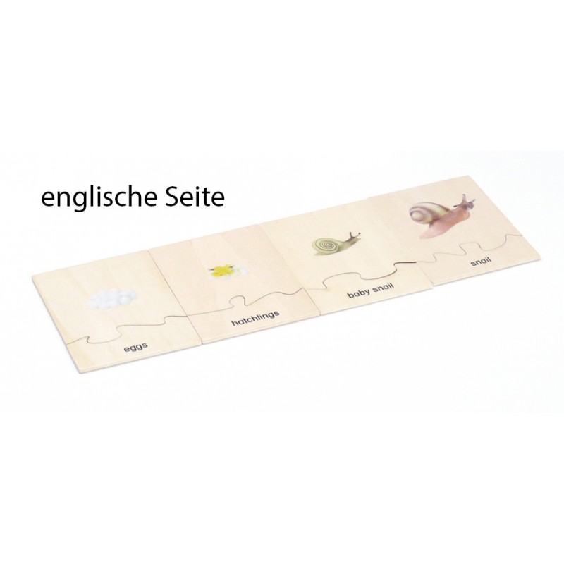 Life Cycle Set of a snail - German/English