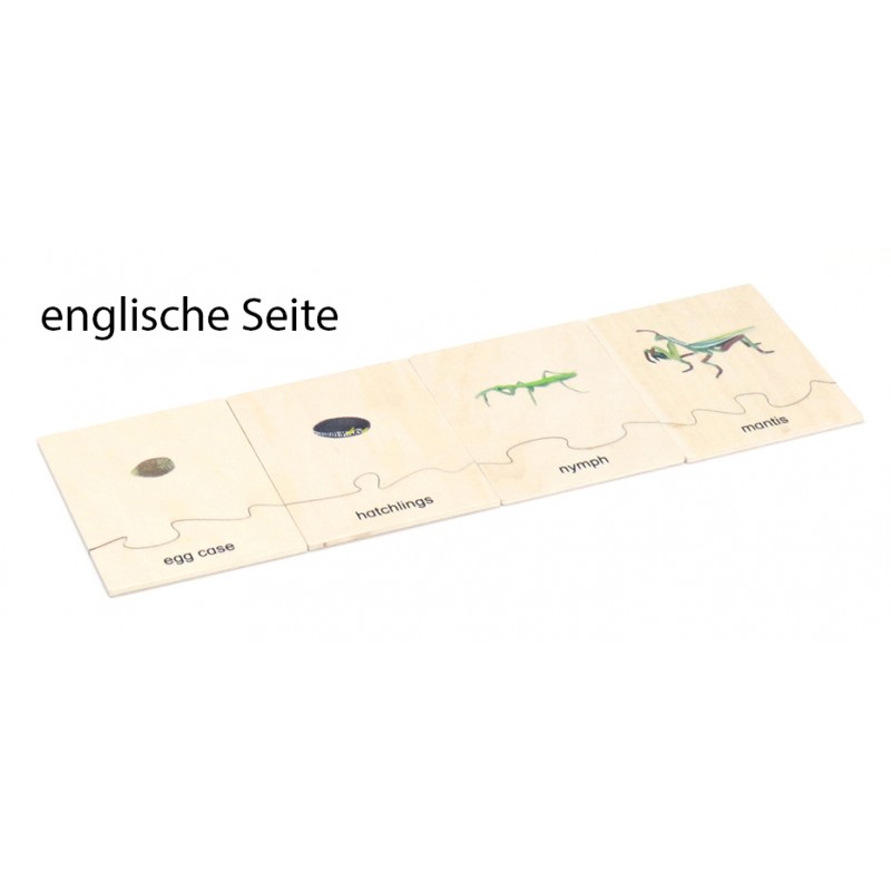 Lebenszyklus - Gottesanbeterin - Arbeitsmaterial - Deutsch/Englisch Lebenszyklus - Gottesanbeterin - Arbeitsmaterial - Deutsch/Englisch