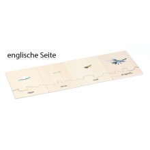 copy of Lebenszyklus - Libelle - Arbeitsmaterial - Deutsch