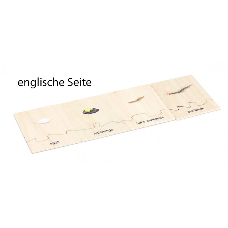 Life Cycle Set of a Centipede - German/English