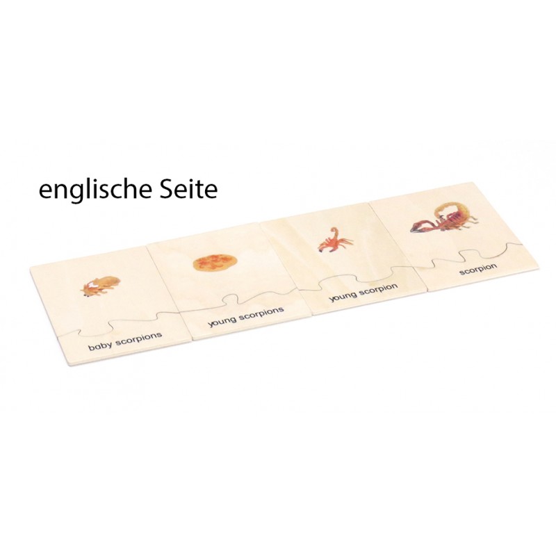 Life Cycle Set of  a Scorpion - German/English