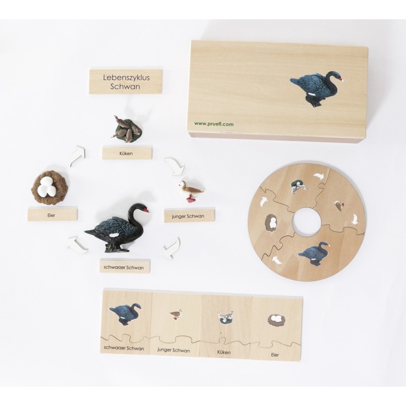 Life Cycle Set of a Swan - German/English