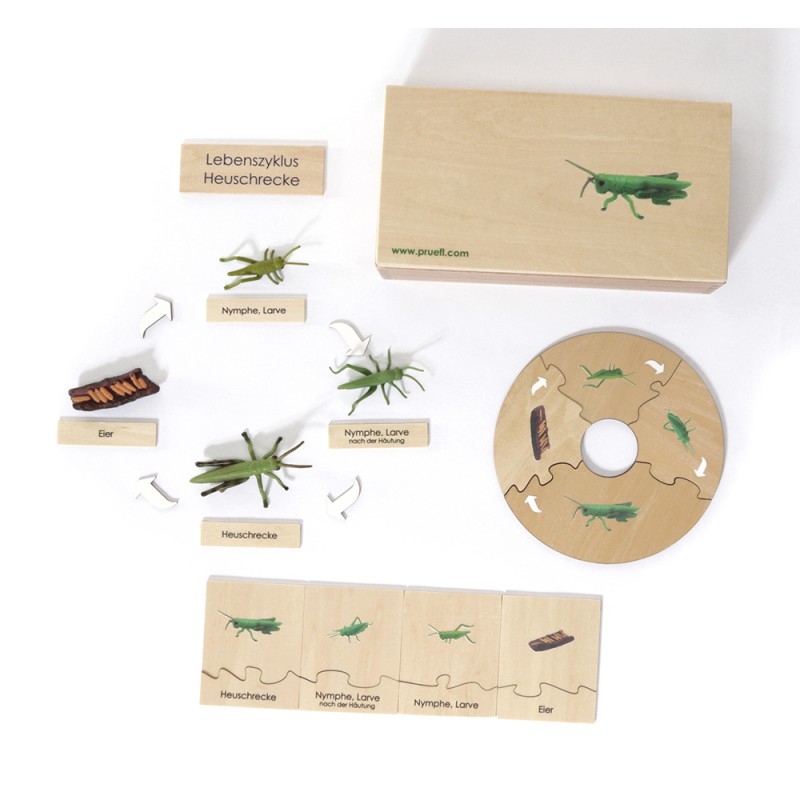 Life Cycle Set of a Locust - German/English