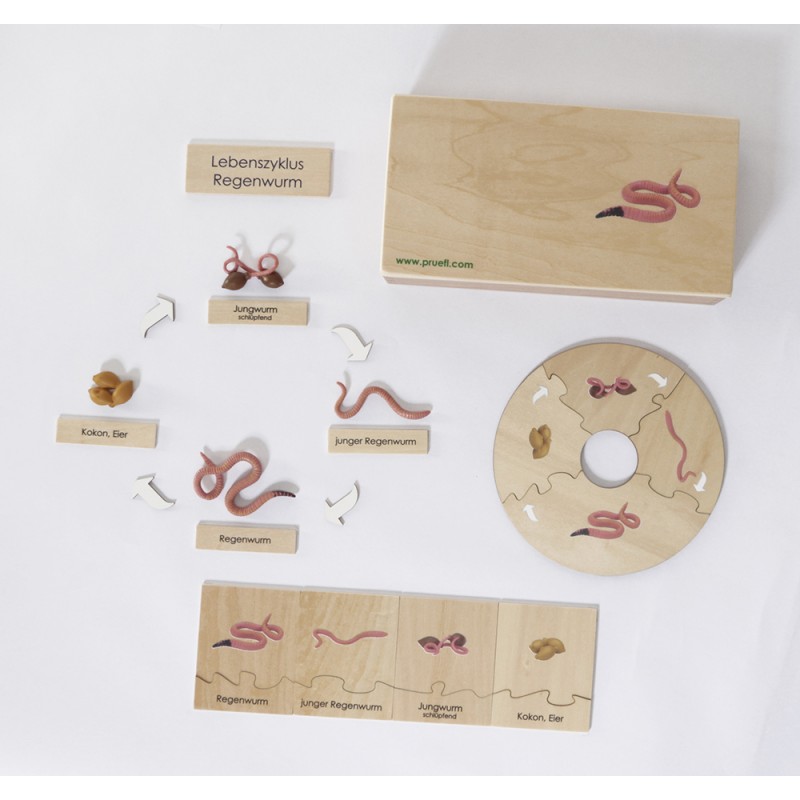 Life Cycle Set of a Worm - German/English