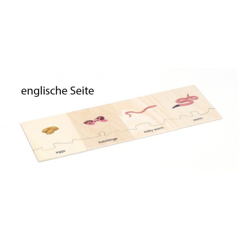 Lebenszyklus - Regenwurm - Arbeitsmaterial - Deutsch/Englisch Lebenszyklus - Regenwurm - Arbeitsmaterial - Deutsch/Englisch