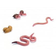 Life cycle of the earthworm
