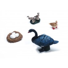 Lebenszyklus schwarzer Schwan