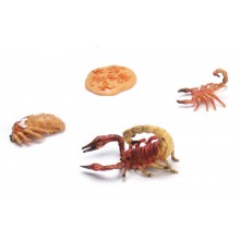 Lebenszyklus Skorpion