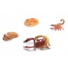Scorpion life cycle