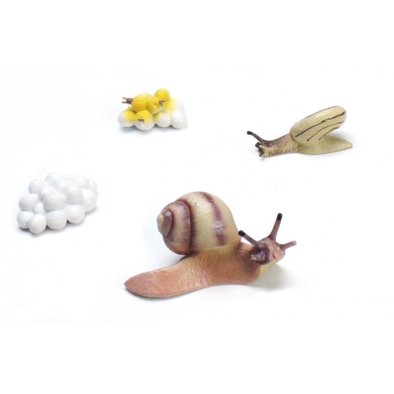 Lebenszyklus Schnecke Lebenszyklus Schnecke