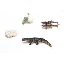 Lebenszyklus Krokodil
