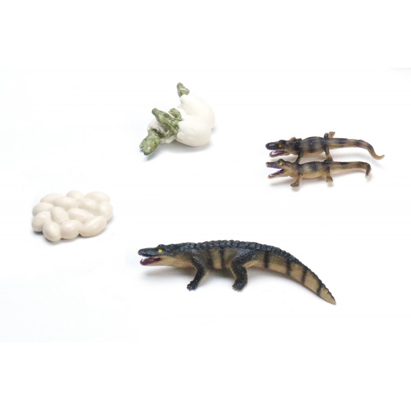 Crocodile life cycle