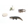 Crocodile life cycle