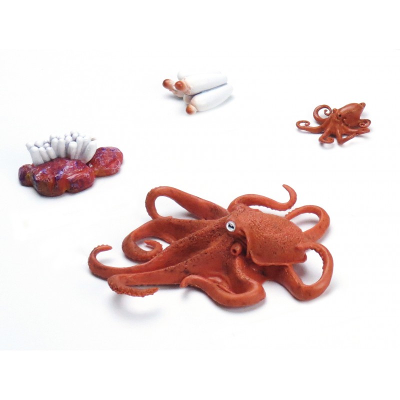 Octopus life cycle