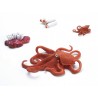 Octopus life cycle