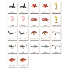 Klassifikationskarten - Deutsch + Tiere der Ozeane