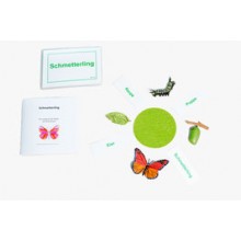 Lebenszyklus Schmetterling - nach Petra Braun