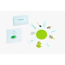 Lebenszyklus Frosch - nach Petra Braun