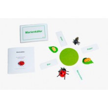 Lebenszyklus Marienkäfer - nach Petra Braun