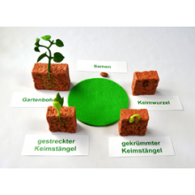 Lebenszyklus Bohne - nach Petra Braun