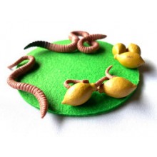 Lebenszyklus Regenwurm - nach Petra Braun