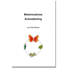 Research notebook metamorphosis butterfly