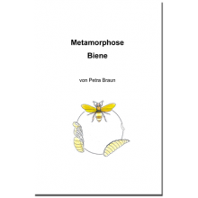 Research Notebook Metamorphosis Bee