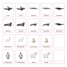 Klassifikationskarten - Deutsch + Tiere aus Polarregionen
