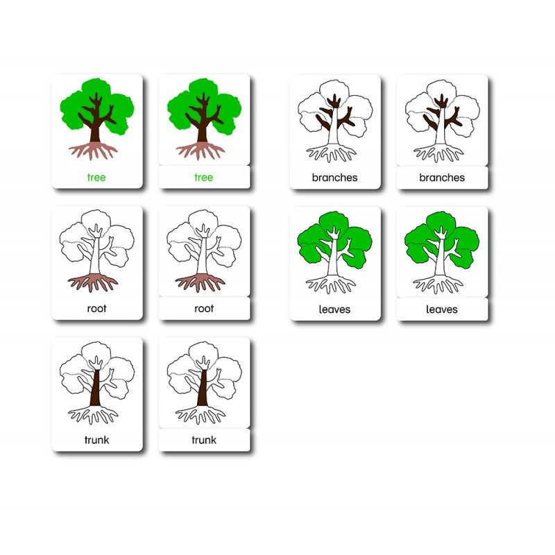 Baum - Klassifikationskarten - Englisch Baum - Klassifikationskarten - Englisch