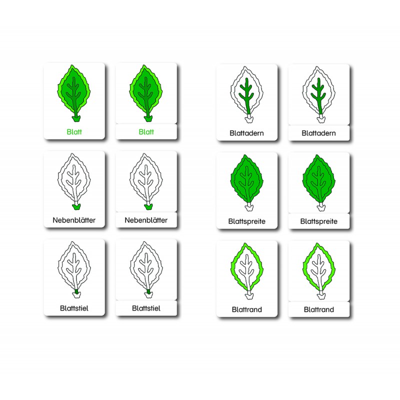 Blatt - Klassifikationskarten - Deutsch Blatt - Klassifikationskarten - Deutsch