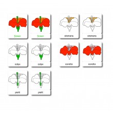 Blüte - Klassifikationskarten - Englisch
