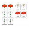 Blüte - drei Teilekarten - Englisch