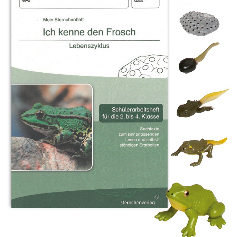 Lebenszyklus Frosch Lebenszyklus Frosch