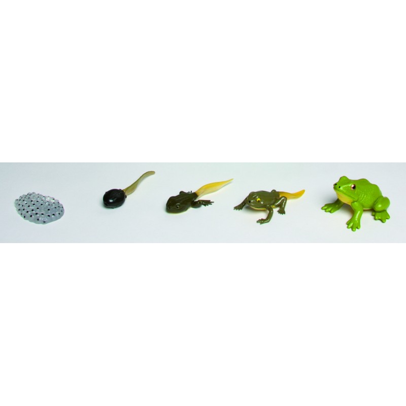 Lebenszyklus Frosch - Set Lebenszyklus Frosch - Set