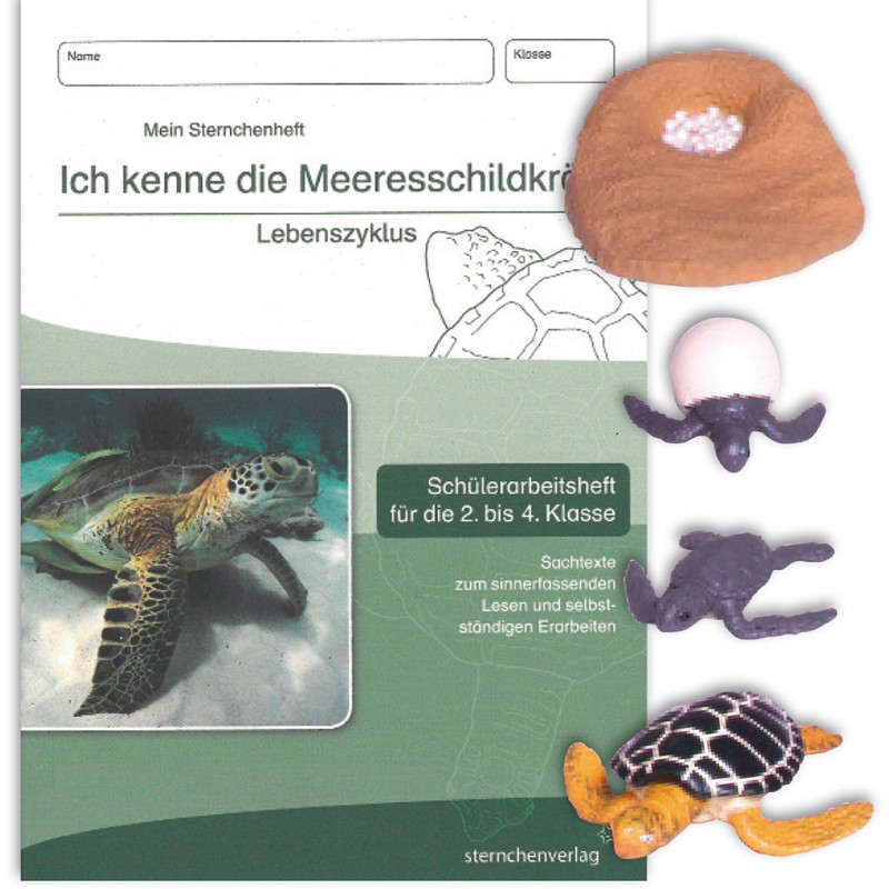 Lebenszyklus Meeresschildkröte Lebenszyklus Meeresschildkröte