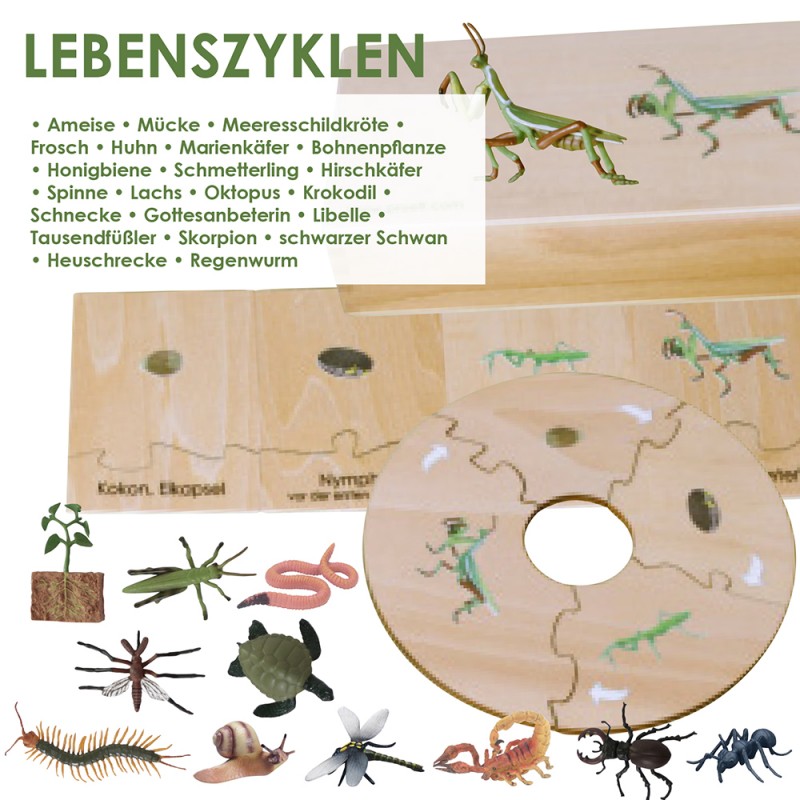 Zyklen  22  Stück großes Ausbildungsset Zyklen  22  Stück großes Ausbildungsset