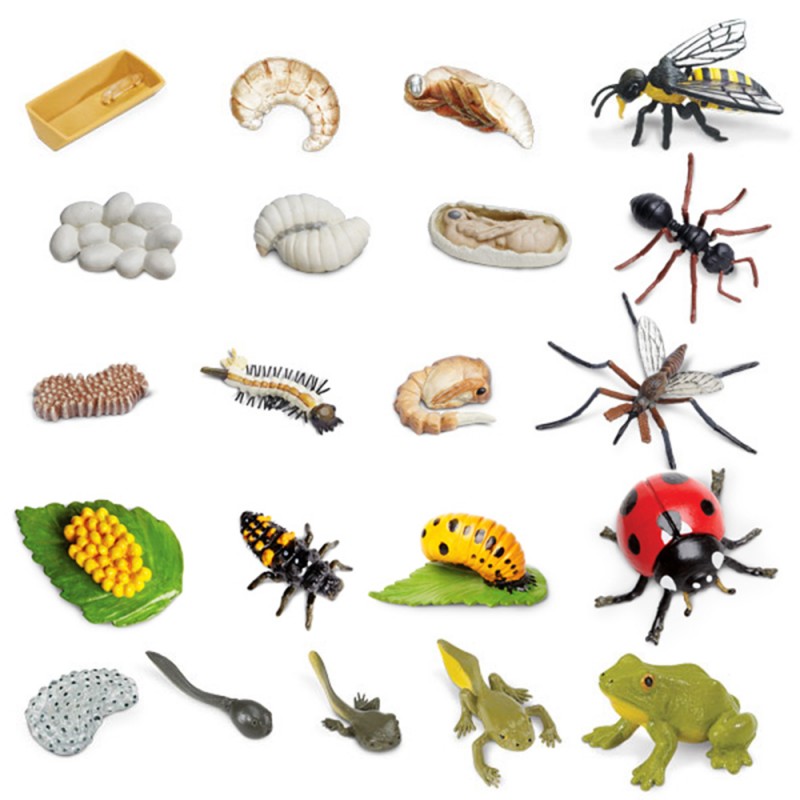 Lebenszyklen Set 21 Modelle Lebenszyklen Set 21 Modelle