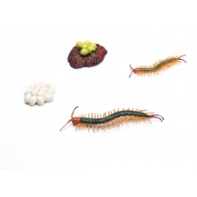 Lebenszyklen Set 21 Modelle