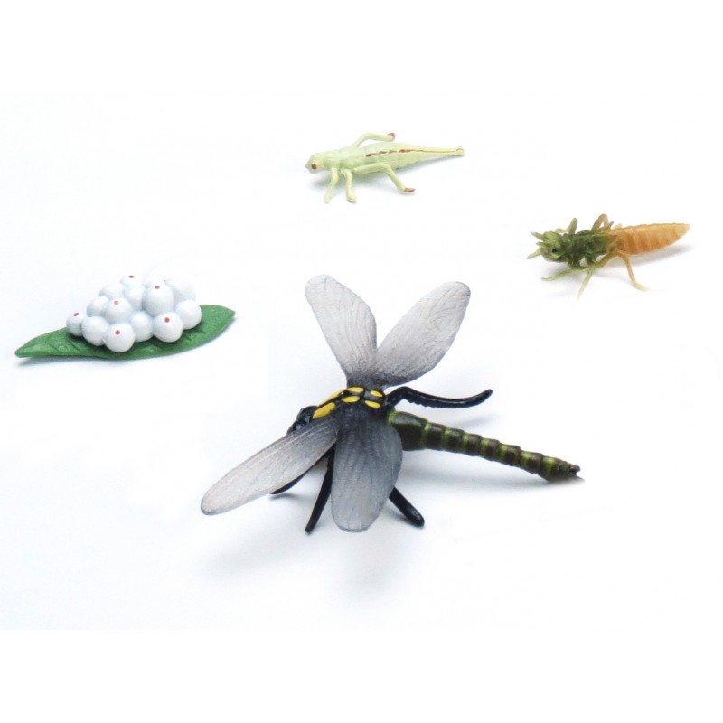Life cycles Set 21 models