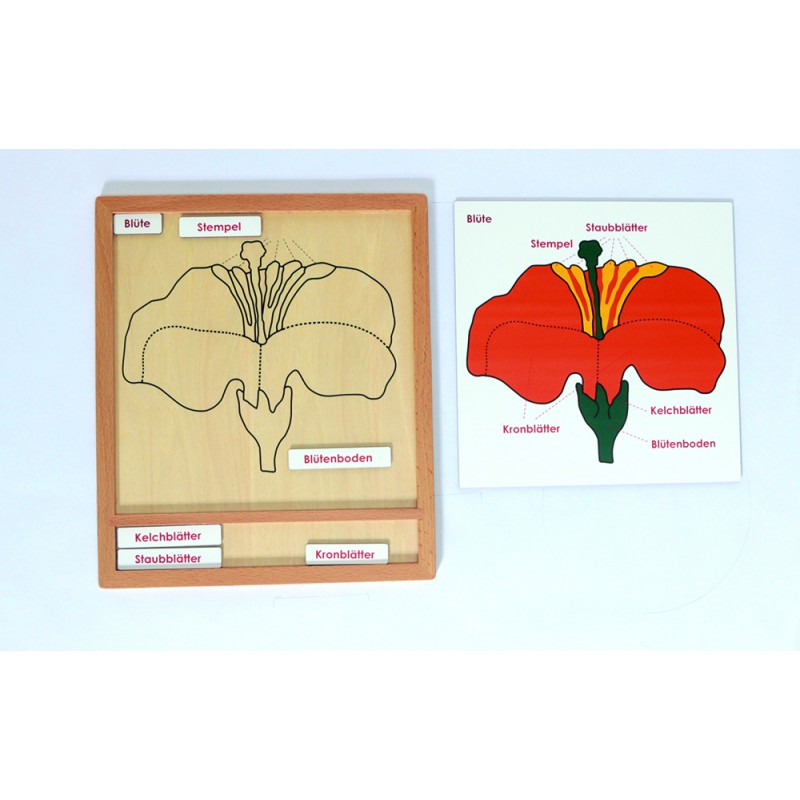 Activity puzzle set plants
