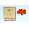 Set puzzle aktivít rastlín