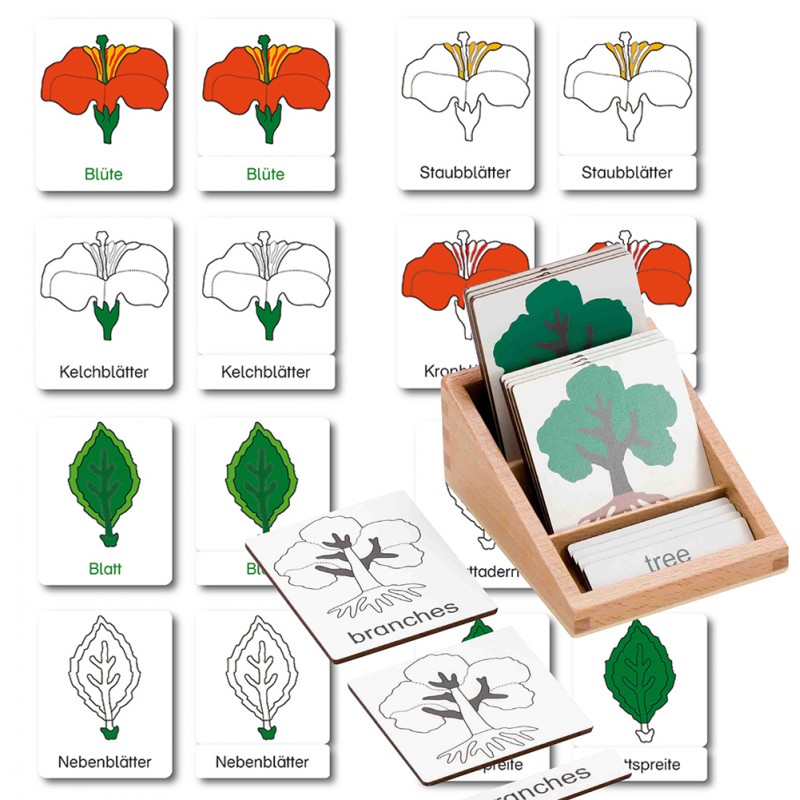 Klassifikationskarten Botanik - Deutsch Klassifikationskarten Botanik - Deutsch