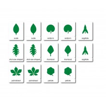 Botanik - drei Teilekarten - Englisch