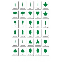 copy of Botanik - drei Teilekarten - Englisch