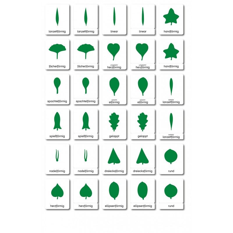 Botanik - Klassifikationskarten - Deutsch Botanik - Klassifikationskarten - Deutsch
