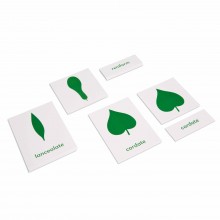 Botany Cabinet: Nomenclature Cards - Englisch