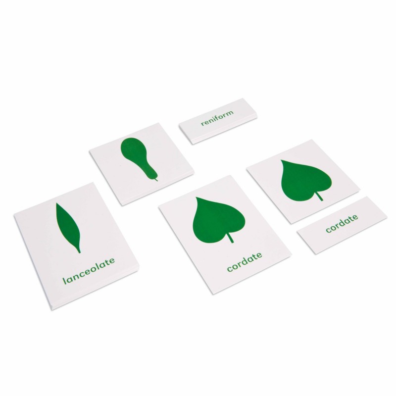 Botany Cabinet: Nomenclature Cards - Englisch Botany Cabinet: Nomenclature Cards - Englisch