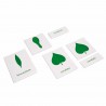 Botany Cabinet: Nomenclature Cards - Englisch Botany Cabinet: Nomenclature Cards - Englisch