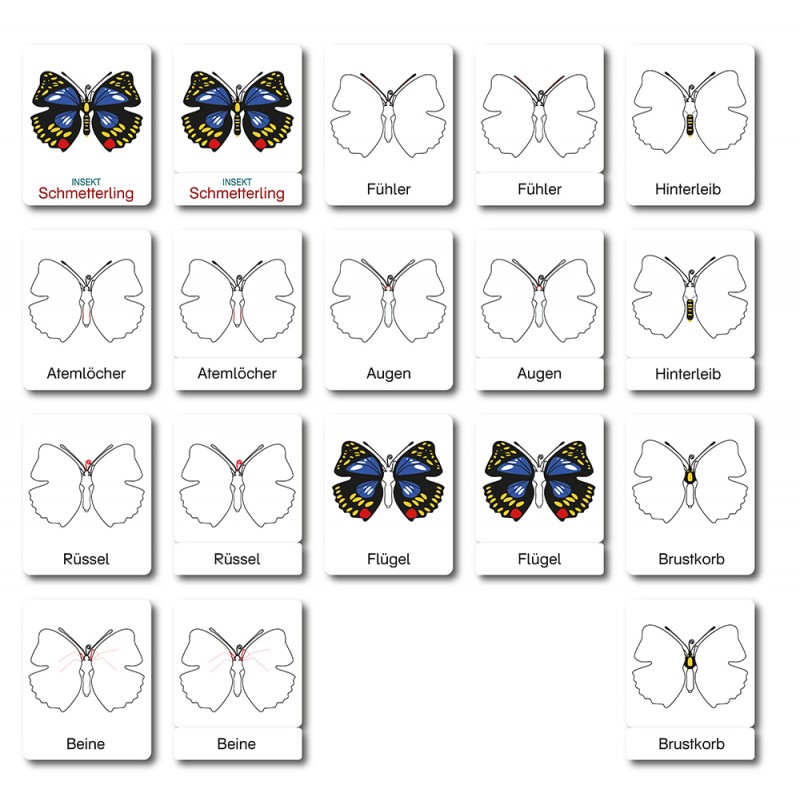 Butterfly - Classification Cards - German